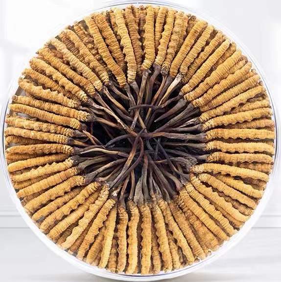 壤塘冬虫夏草回收